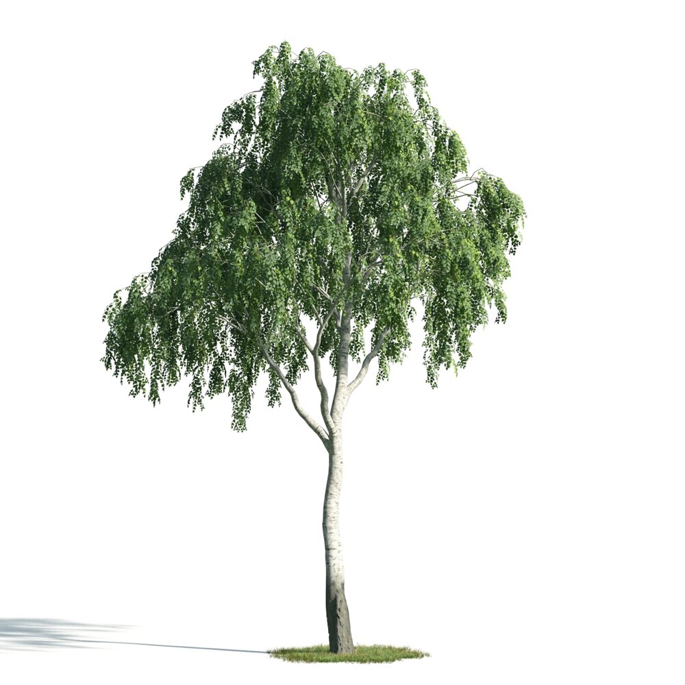 Solitary Willow Tree 02 3D модель