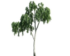 Birch Tree Elegance 3D model