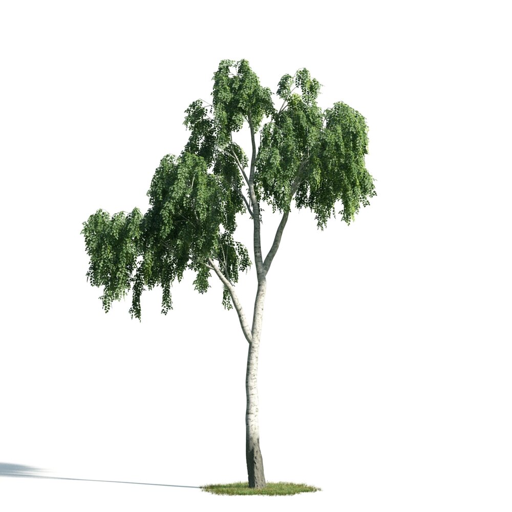 Birch Tree Elegance 3D 모델 
