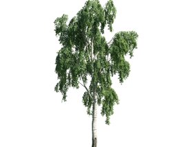 Birch Tree 02 Modelo 3D