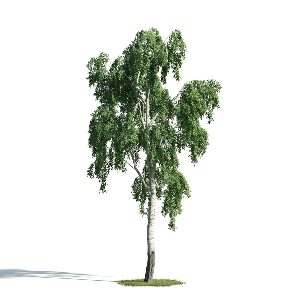 Birch Tree 02 3d model