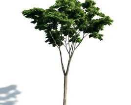 Tree 02 3D 모델 