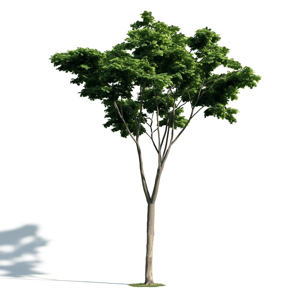 Tree 02 3D модель