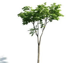 Singular Tree 02 3D модель