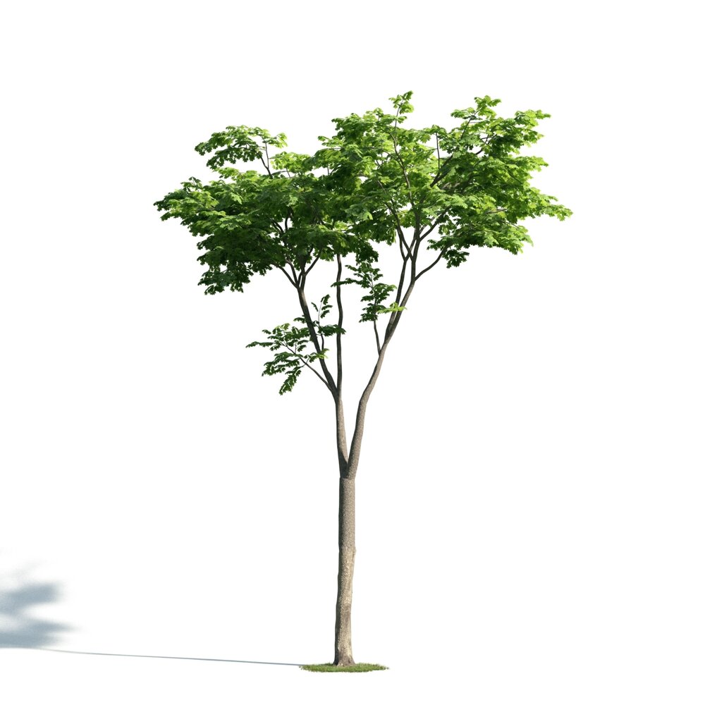 Singular Tree 02 3D 모델 