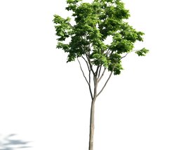 Solitary Tree 18 3Dモデル