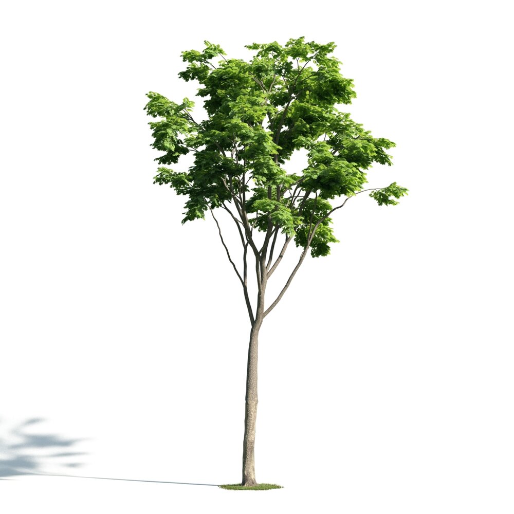 Solitary Tree 18 3D-Modell