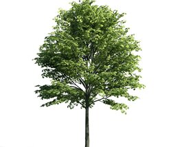 Verdant Tree 06 3D-Modell