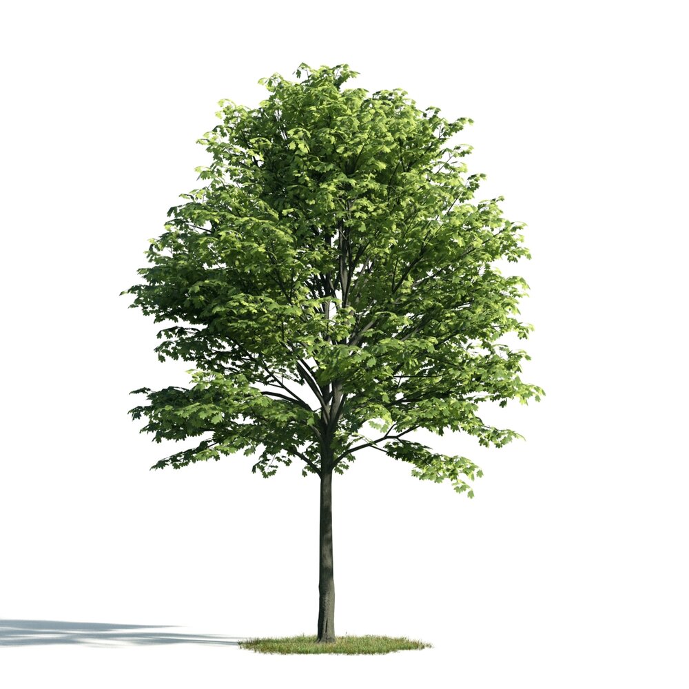 Verdant Tree 06 3D模型