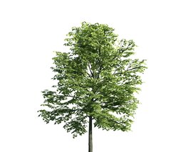 Green Leafy Tree 02 3D 모델 