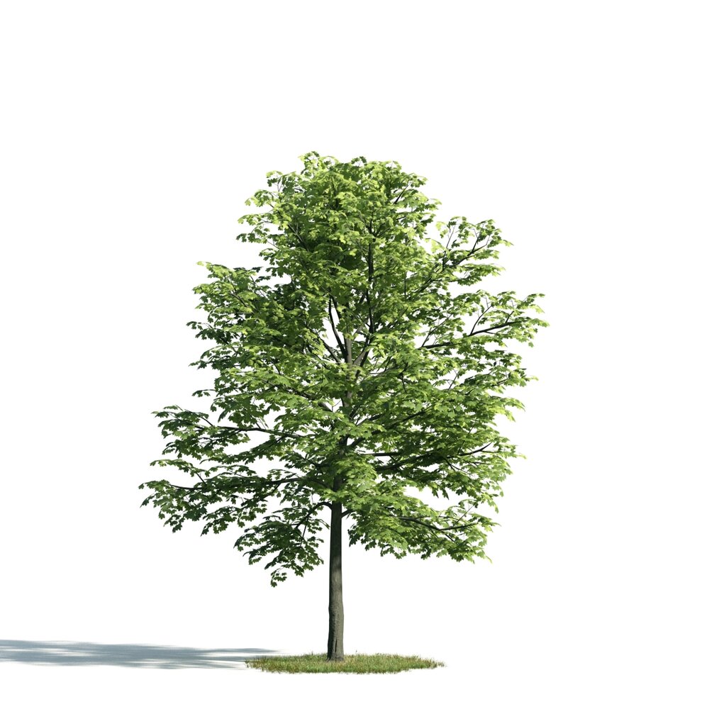 Green Leafy Tree 02 3D модель