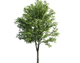 Verdant Tree 07 3D model