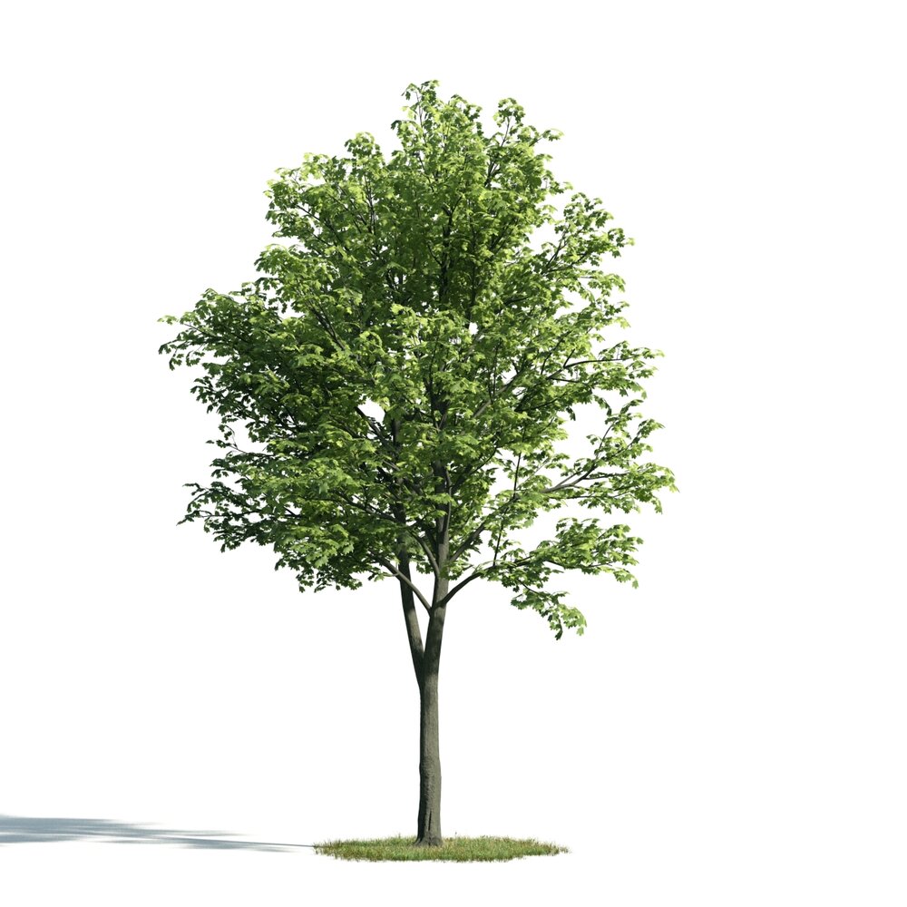 Verdant Tree 07 Modèle 3D