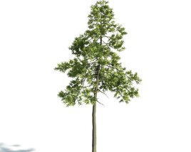 Solitary Pine Tree 3D model