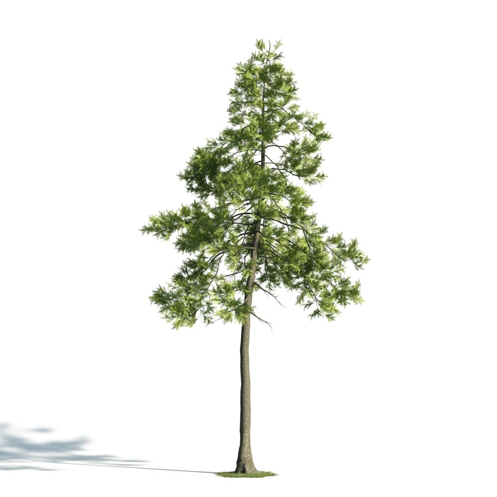 Solitary Pine Tree 3d model