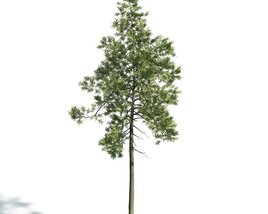 Solitary Pine Tree 02 3D модель