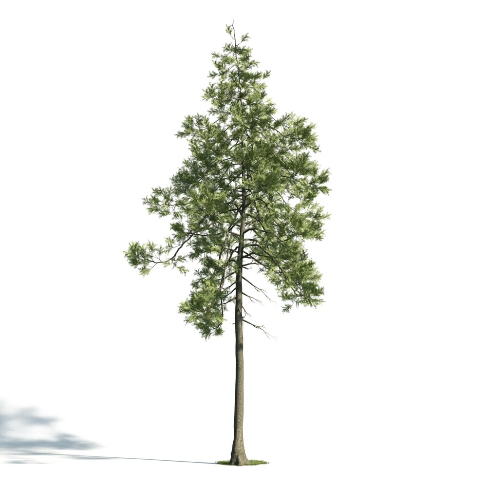Solitary Pine Tree 02 3d model