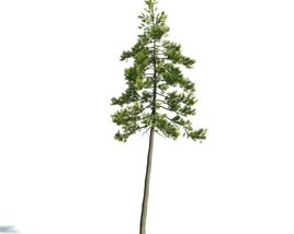 Lone Pine Tree 3D 모델 