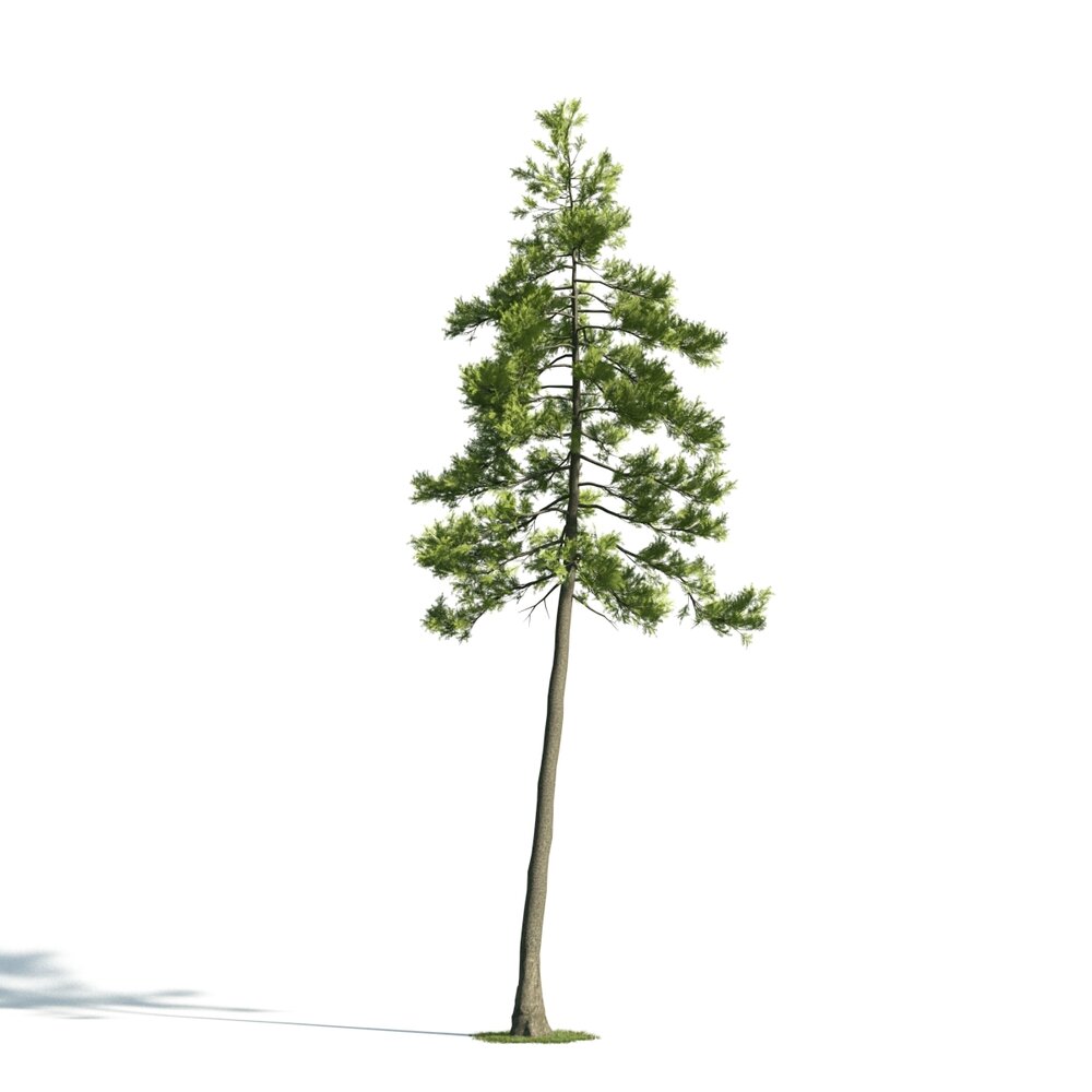 Lone Pine Tree Modelo 3d
