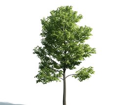 Verdant Single Tree 3Dモデル