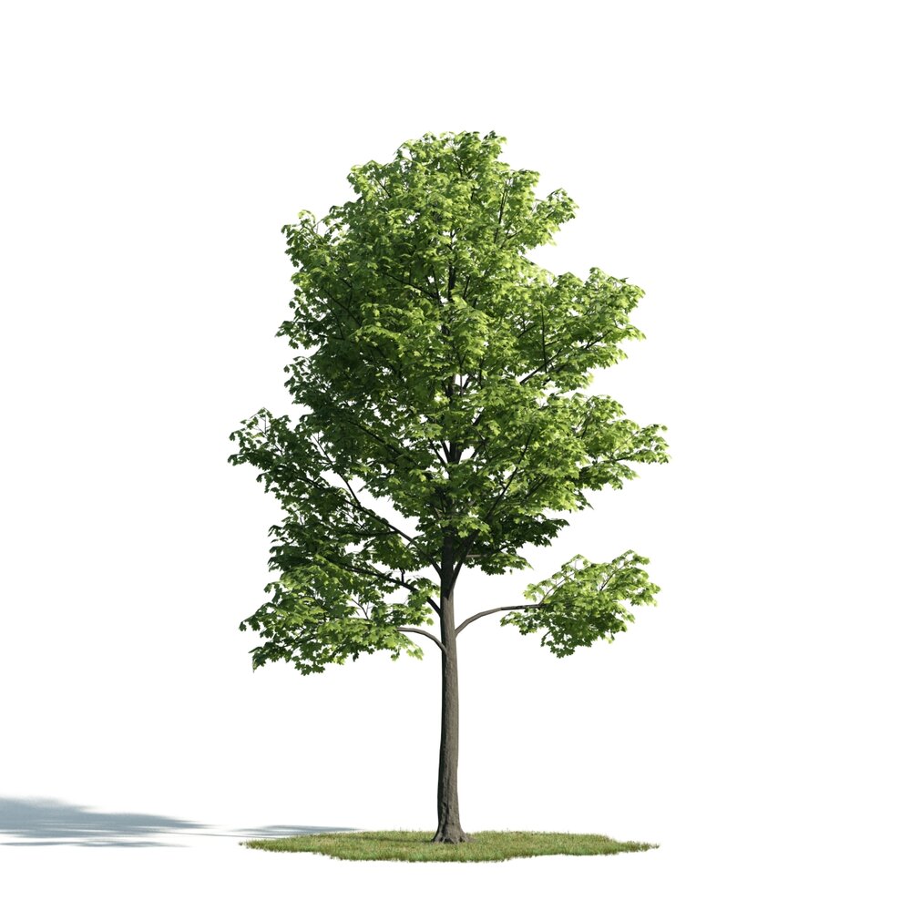 Verdant Single Tree 3D 모델 