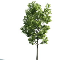 Solitary Tree 19 3Dモデル