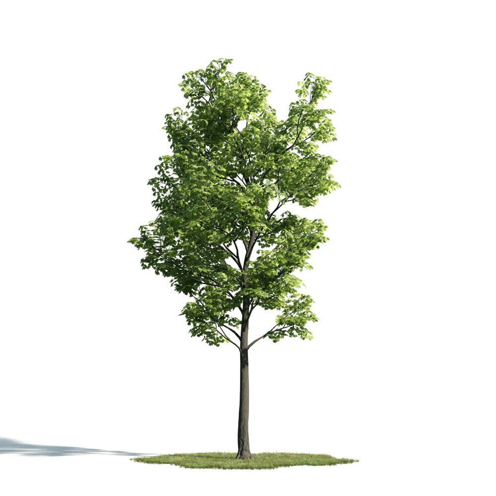 Solitary Tree 19 3D-Modell