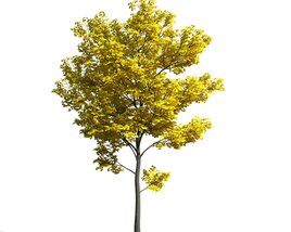 Golden Autumn Tree 02 3Dモデル