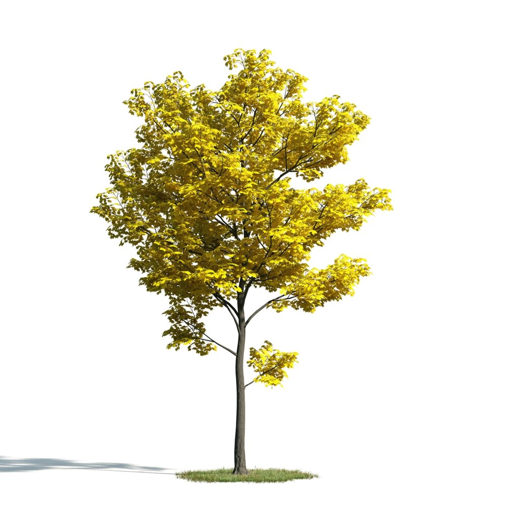 Golden Autumn Tree 02 3D model