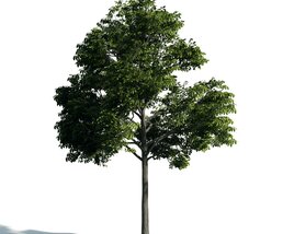 Lush Green Tree 02 3D model