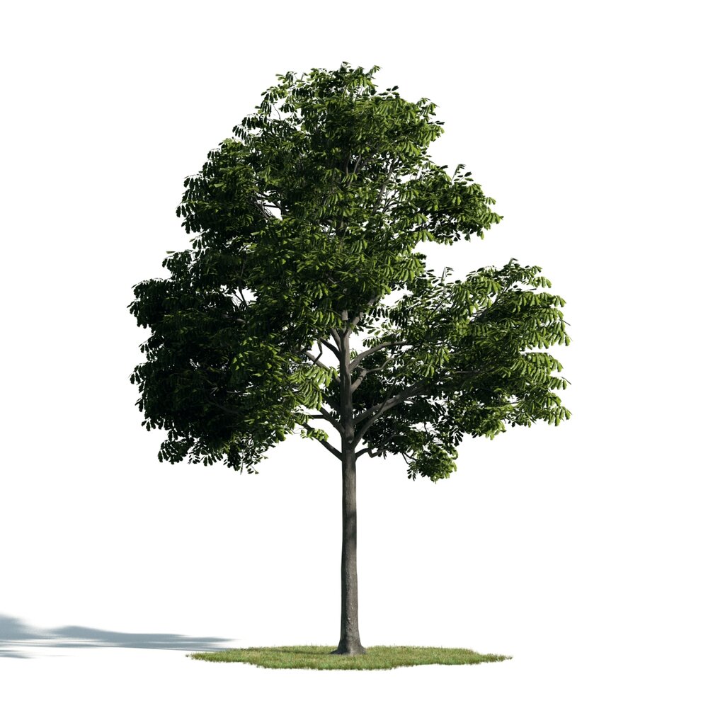 Lush Green Tree 02 3D модель