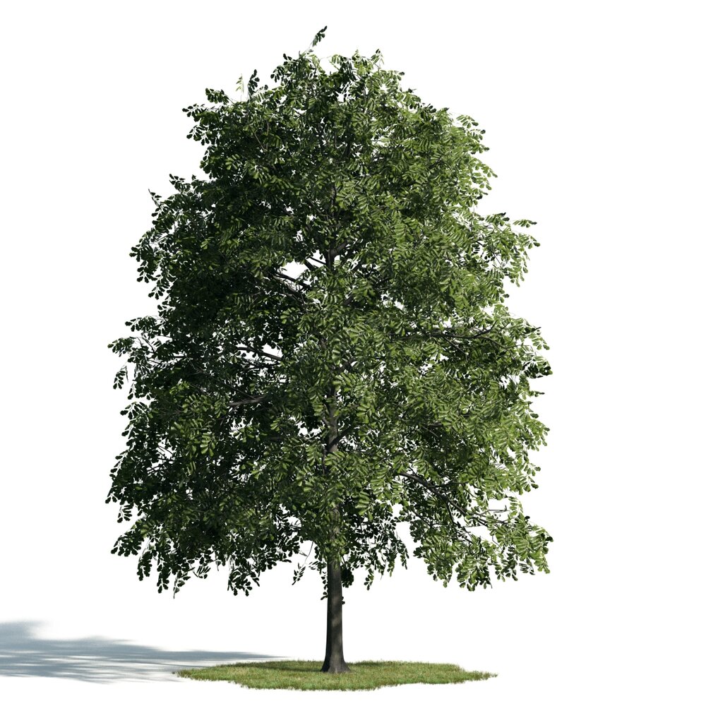 Lone Tree 04 Modello 3D