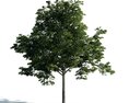 Singular Green Tree 3D 모델 