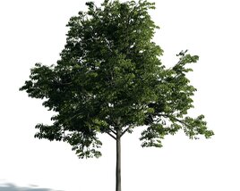Singular Green Tree Modelo 3d