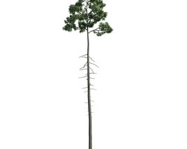 Tall Pine Tree 3Dモデル