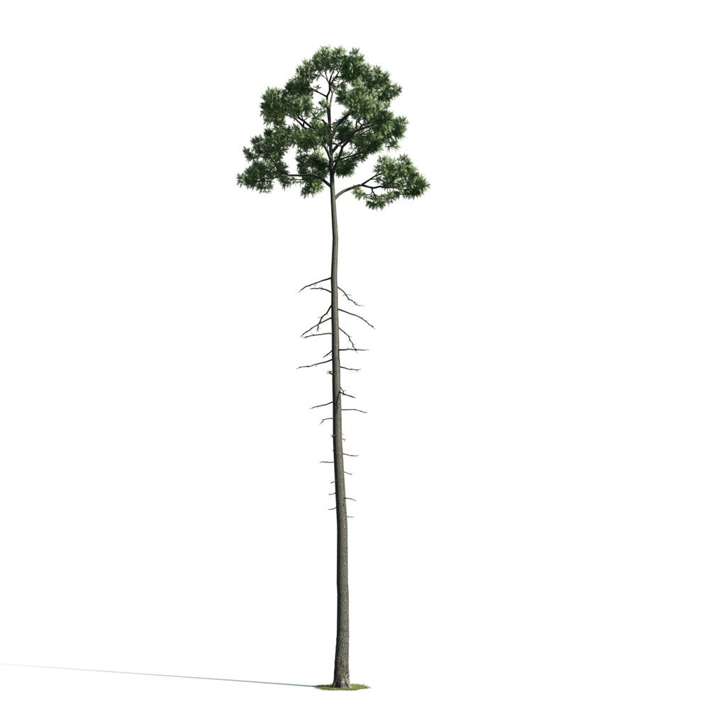 Tall Pine Tree Modelo 3d
