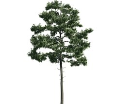 Solitary Pine Tree 03 3D model