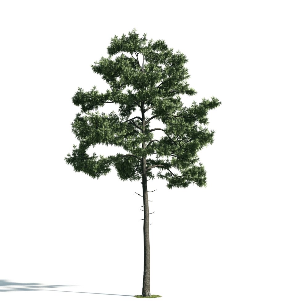 Solitary Pine Tree 03 3D модель