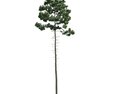 Towering Pine Tree 3d model
