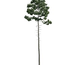 Towering Pine Tree 3D модель