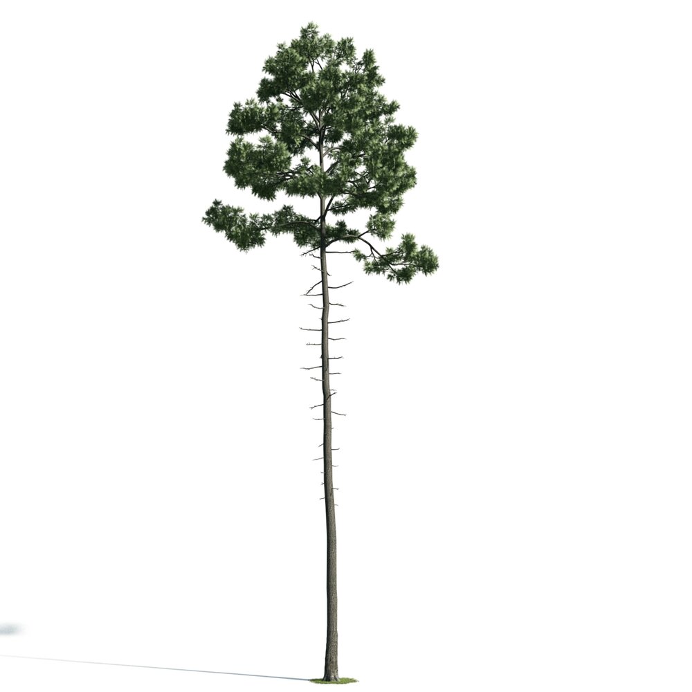 Towering Pine Tree Modelo 3D