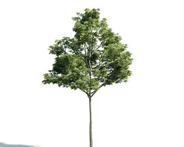 Solitary Tree 20 3D model