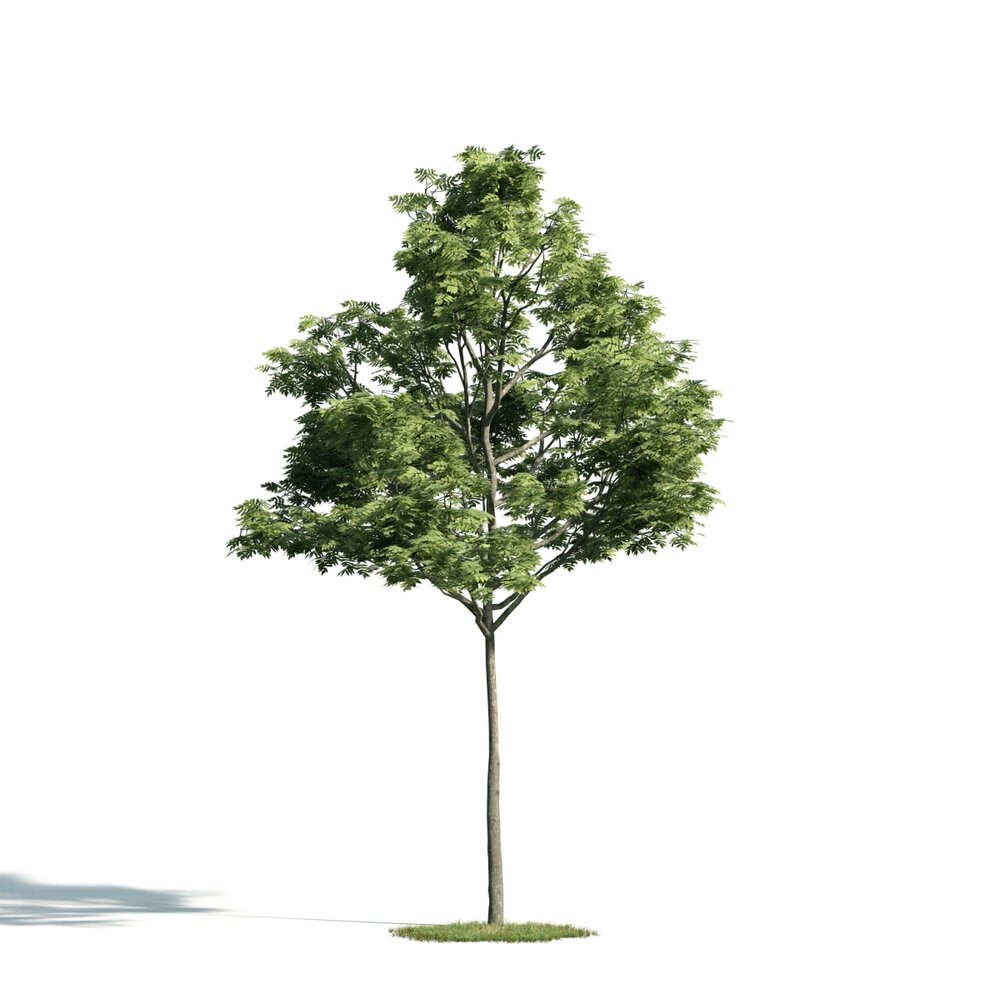 Solitary Tree 20 3D-Modell