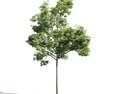 Green Leafy Tree 03 3d model