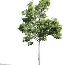 Green Leafy Tree 03 3D 모델 