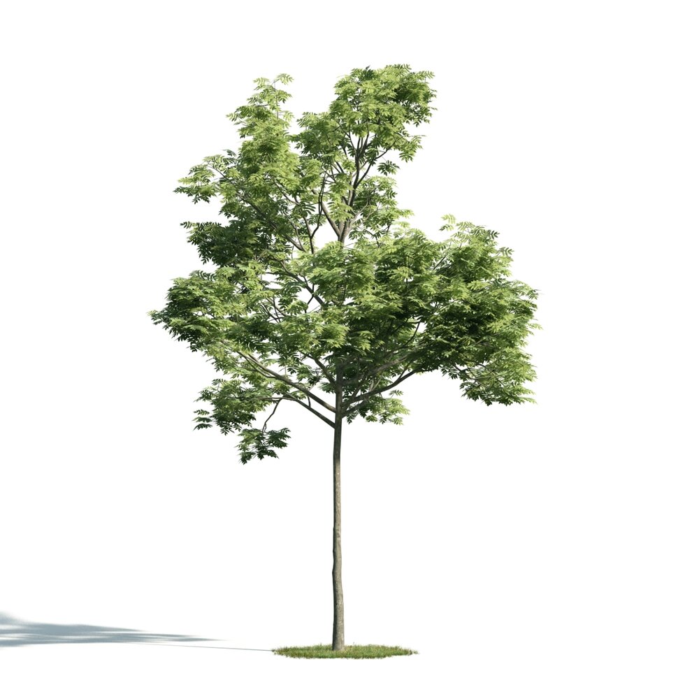 Green Leafy Tree 03 3D-Modell