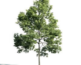 Solitary Green Tree 03 3D model