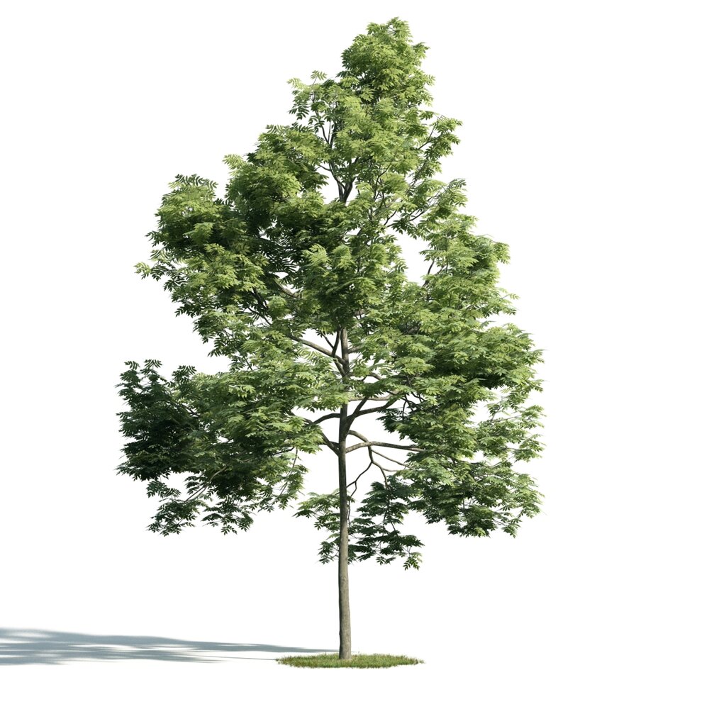 Solitary Green Tree 03 Modèle 3D