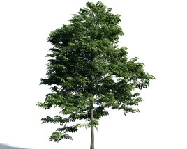 Solitary Green Tree 04 3D model