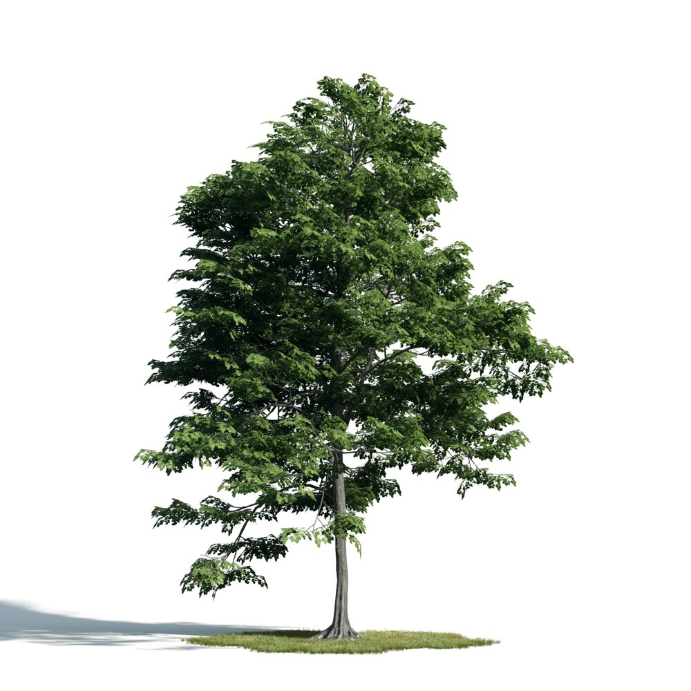 Solitary Green Tree 04 Modelo 3D